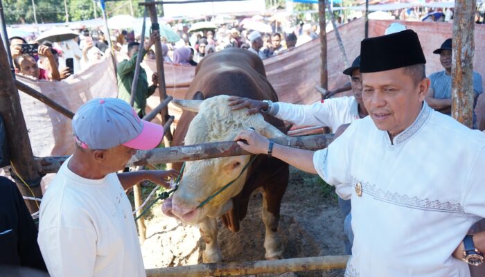 Sapi Kurban Bantuan Presiden di Payakumbuh Capai Bobot 1,2 Ton