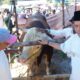 Sapi Kurban Bantuan Presiden di Payakumbuh Capai Bobot 1,2 Ton
