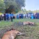 Kurban ASN Pemkab Limapuluh Kota Meningkat, Tahun Depan Targetkan Satu OPD Satu Sapi