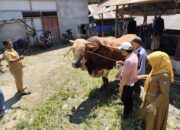 Sapi Kurban Presiden Prabowo di Kabupaten 50 Kota Capai Bobot 1,1 Ton