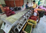 Permintaan Pinang Ekspor Tinggi, Pedagang Pengumpul Terkendala Stok
