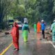 Pohon Tumbang, Jalan Payakumbuh-Bukittinggi Sempat Putus 