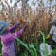 Kekurangan Air, Petani Beralih Tanam Jagung 