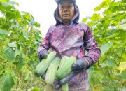 Panen Melimpah, Harga Jual Mentimun Kembali Turun